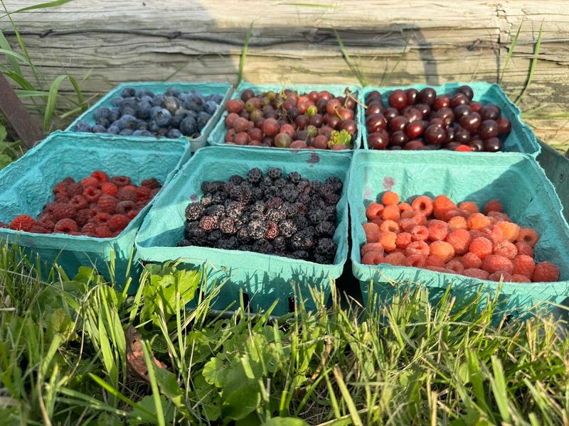 Berry Patch Farm, Nevada's Pick-Your-Own Paradise Berry Patch Farm, Nevada's Pick-Your-Own Paradise
