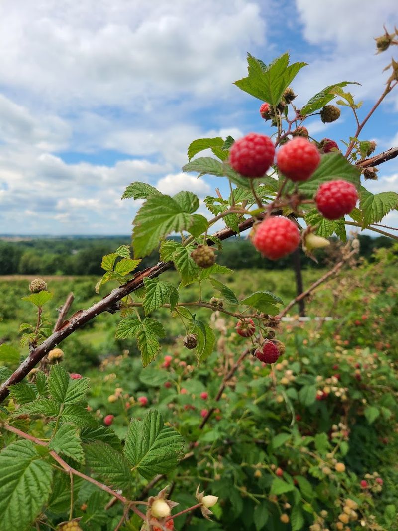 Berry Picking Beyond Just Strawberries