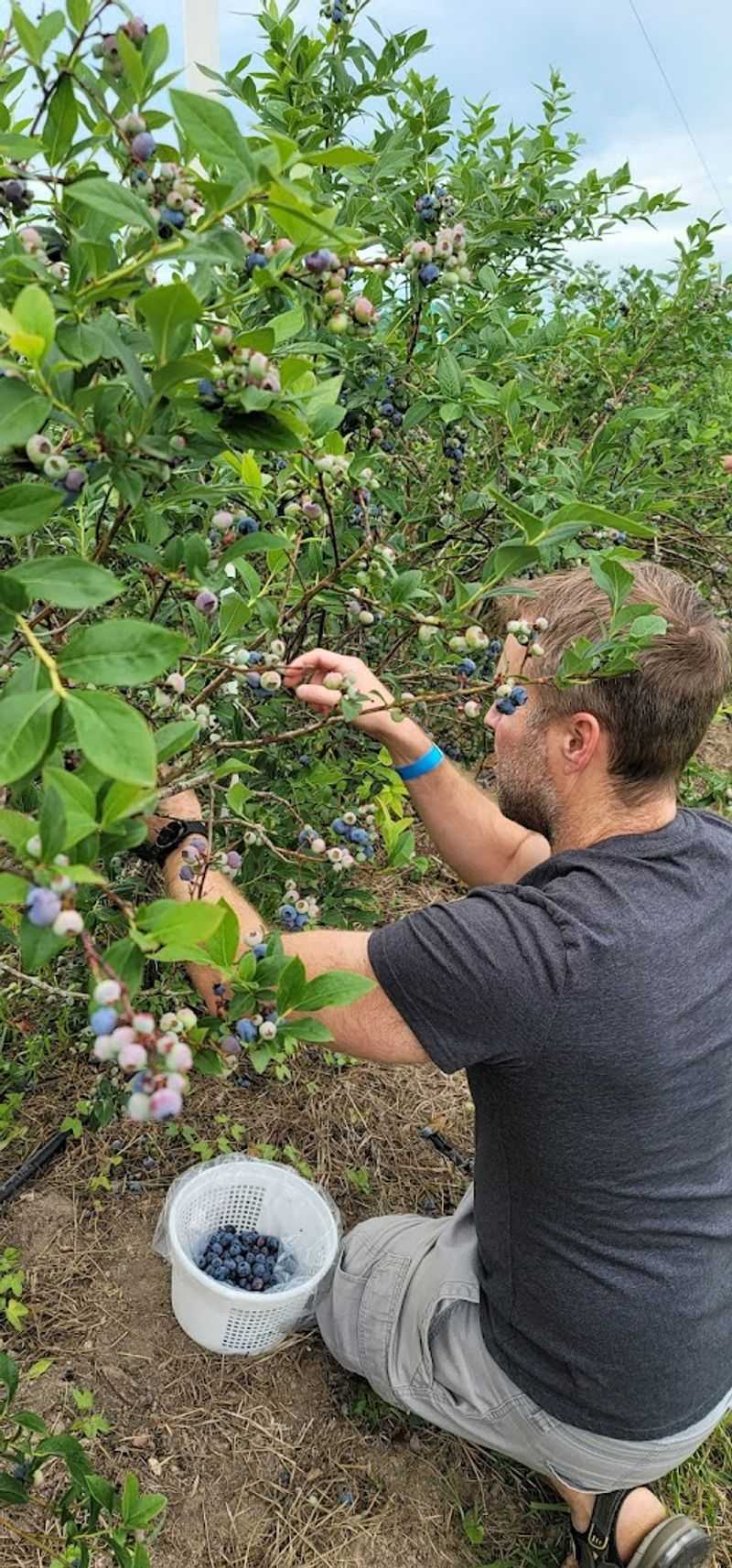 Berry Picking Beyond Strawberries