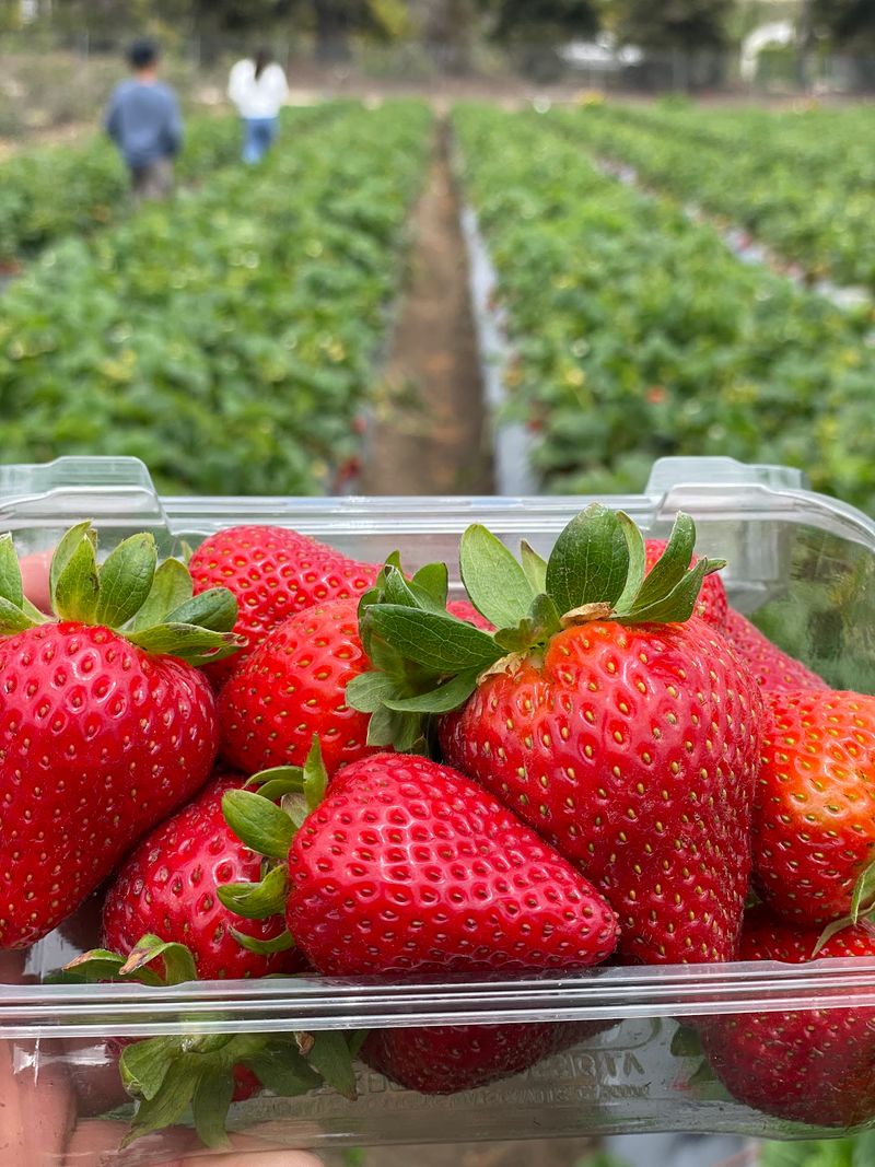 Berry Picking That Turns Shopping Into A Treasure Hunt Berry Picking That Turns Shopping Into A Treasure Hunt