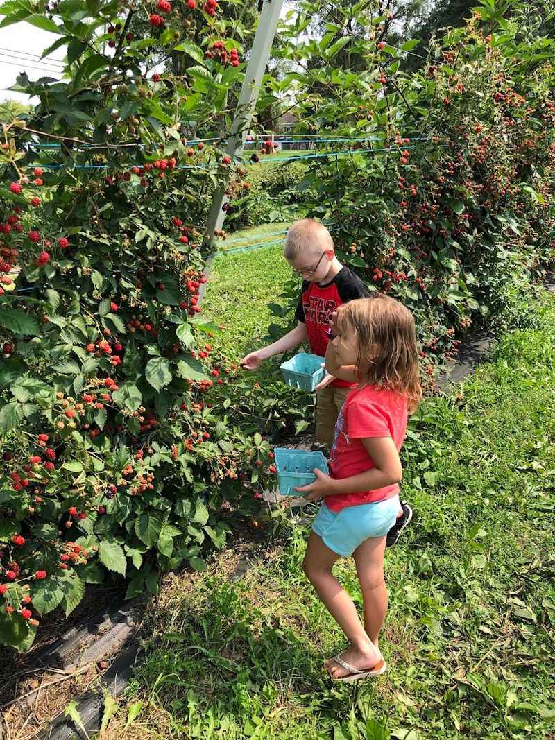 Berryhill Farm, Xenia