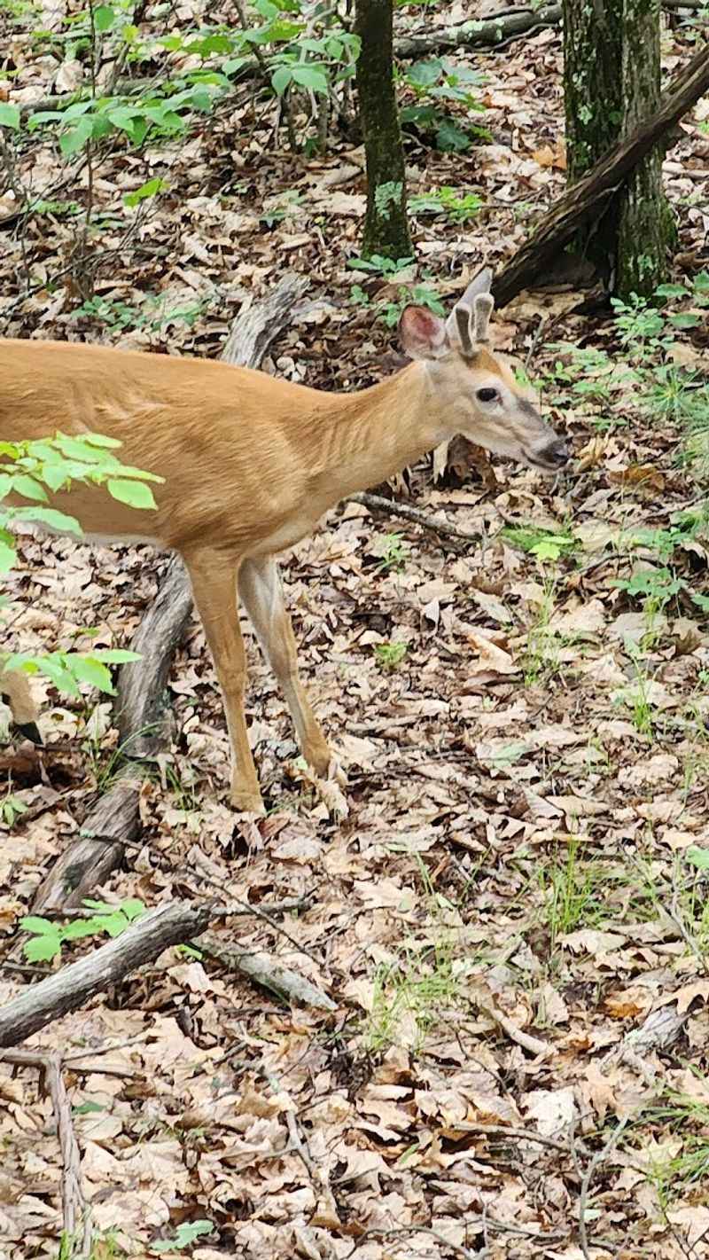 Wildlife and Natural Diversity Along the Trail