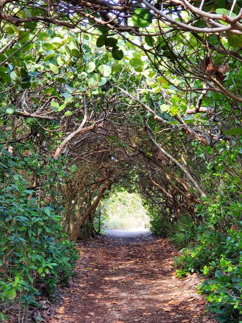 Those Enchanting Tree Tunnels