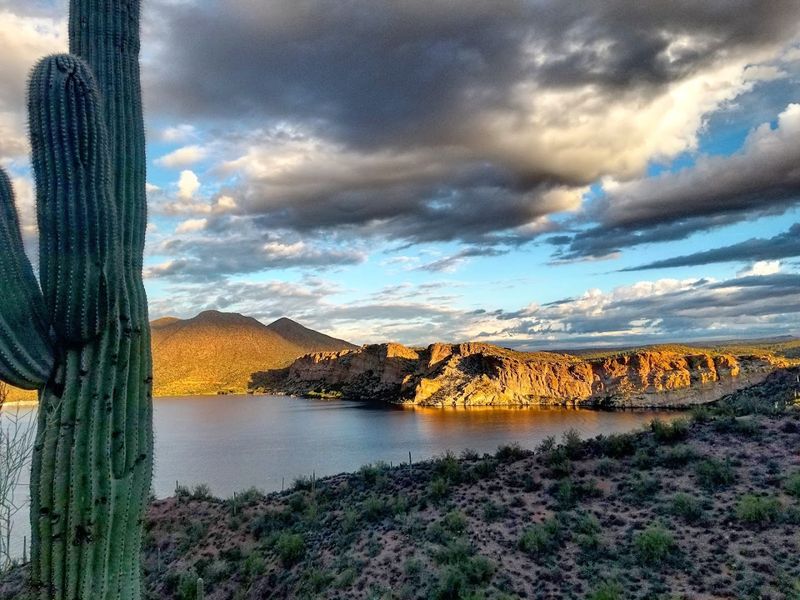Desert Creatures You Might See Along The Shore