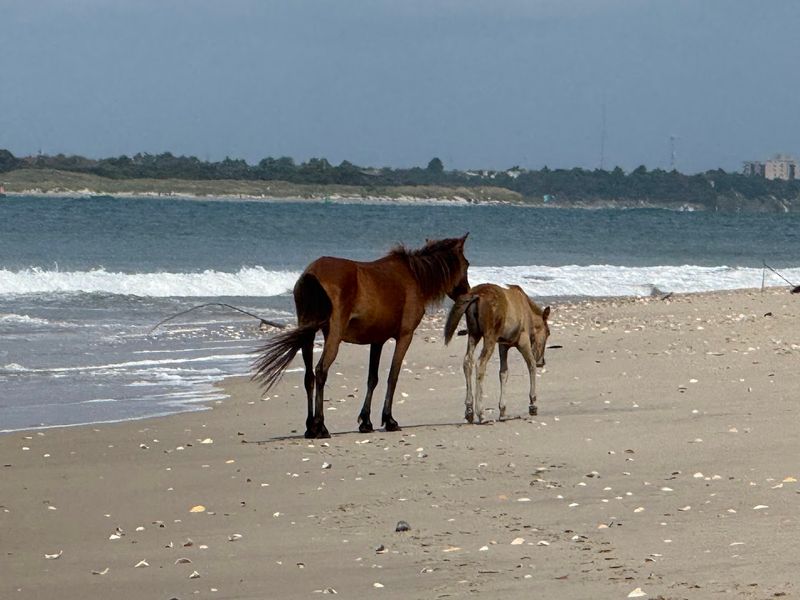 Best Time To Visit For A Real Horse Encounter
