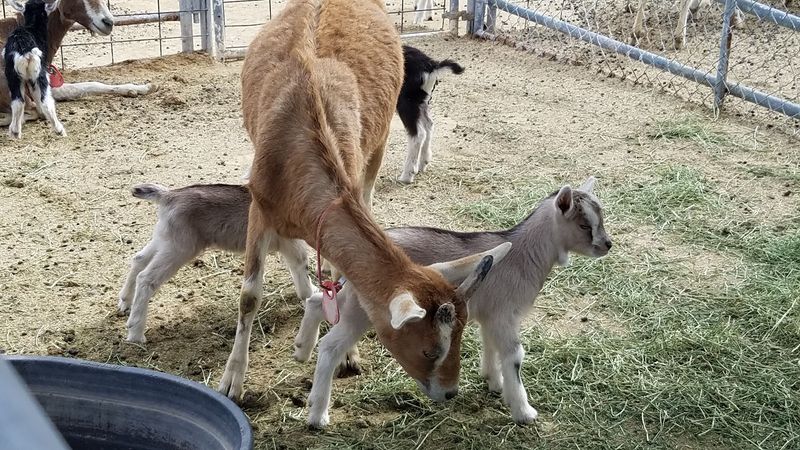 Best Times Of Year to Visit For The Youngest Baby Goats Best Times Of Year to Visit For The Youngest Baby Goats