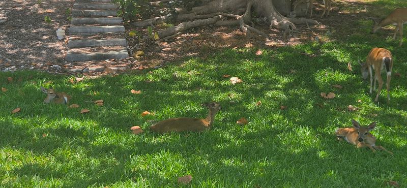 Best Times To Catch The Deer In Action Best Times To Catch The Deer In Action