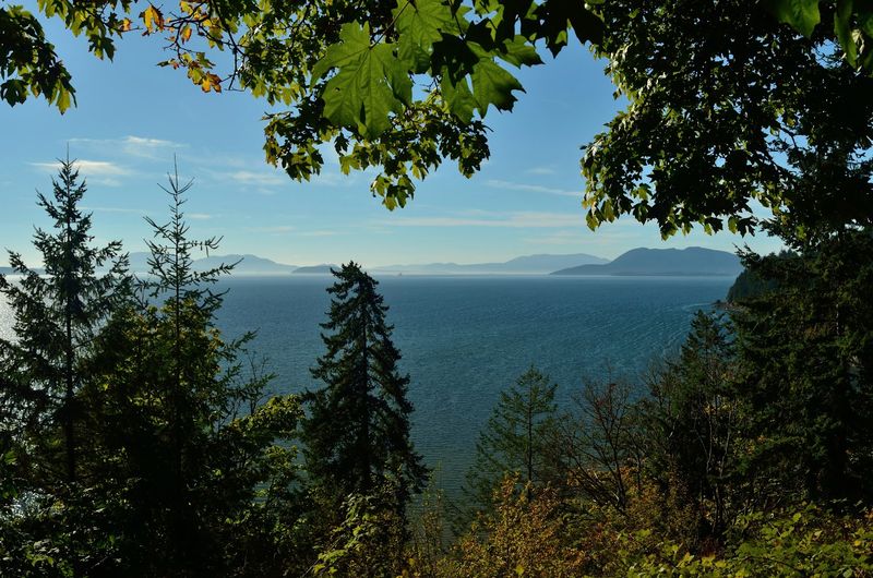 Wildlife Spotting And Bald Eagles Above The Bay