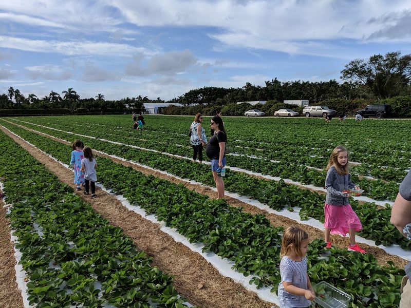 Strawberry Season, Shakes, And Farm-Fresh Extras
