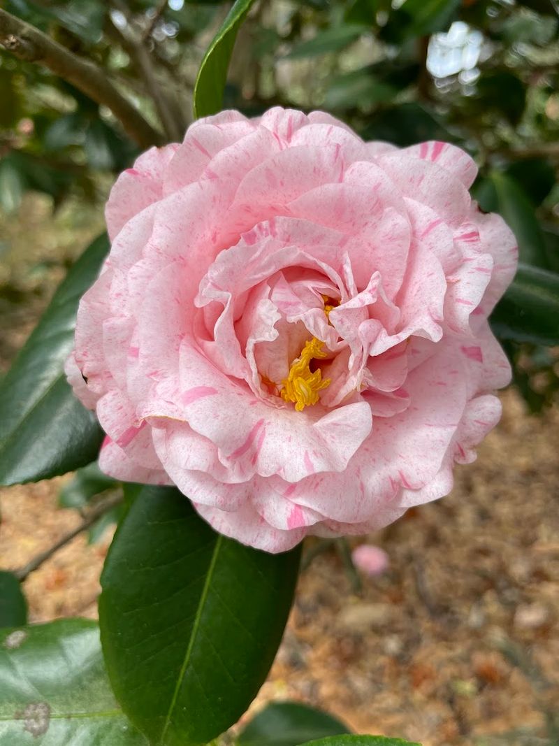 Best Times To Visit For Peak Blooms