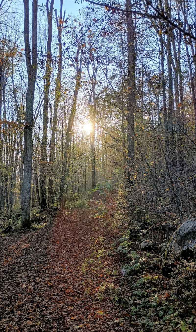 Loyalsock State Forest: The Bigger Picture