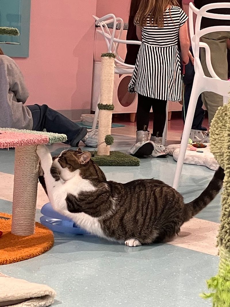 Events and Community: A Gathering Place for Cat Lovers