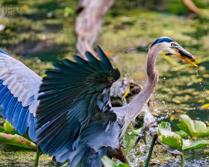 Birdwatching at Its Most Effortless