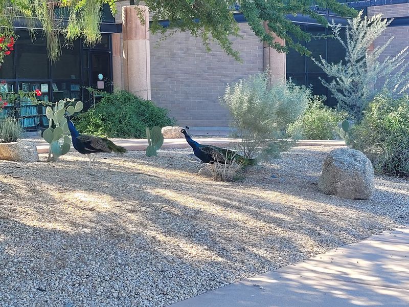 Best Timing To Beat The Heat And Spot The Birds