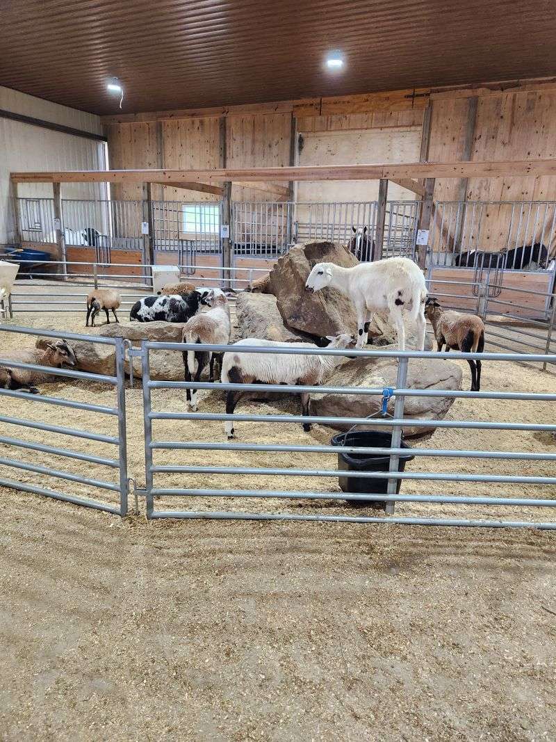 Goats on the Roof and Other Surprises