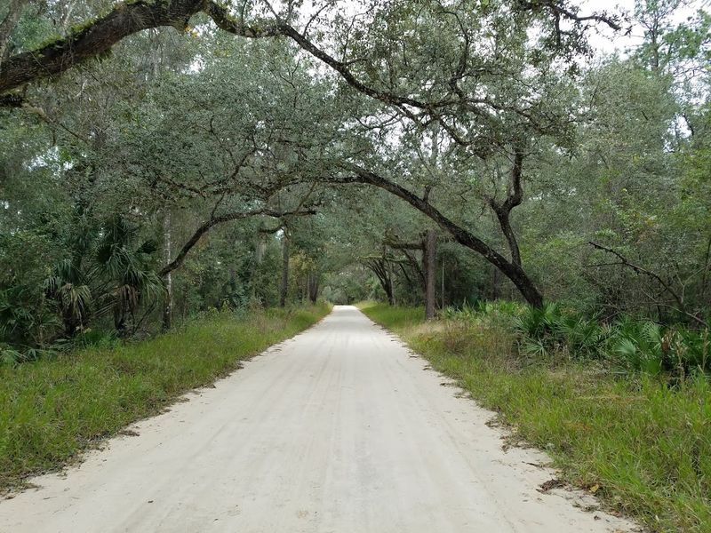 Ocala National Forest Scenic Route (SR 40 and SR 19)