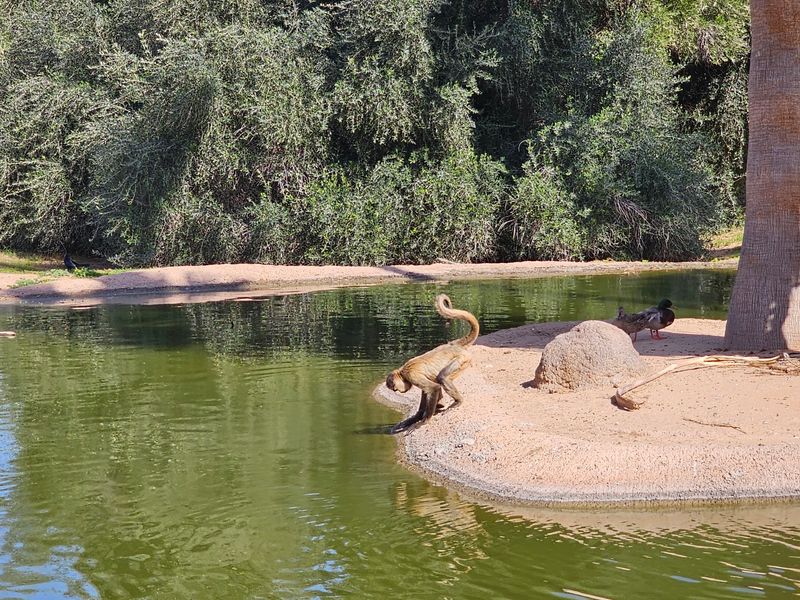 Big Cats And Bears That Command The Room