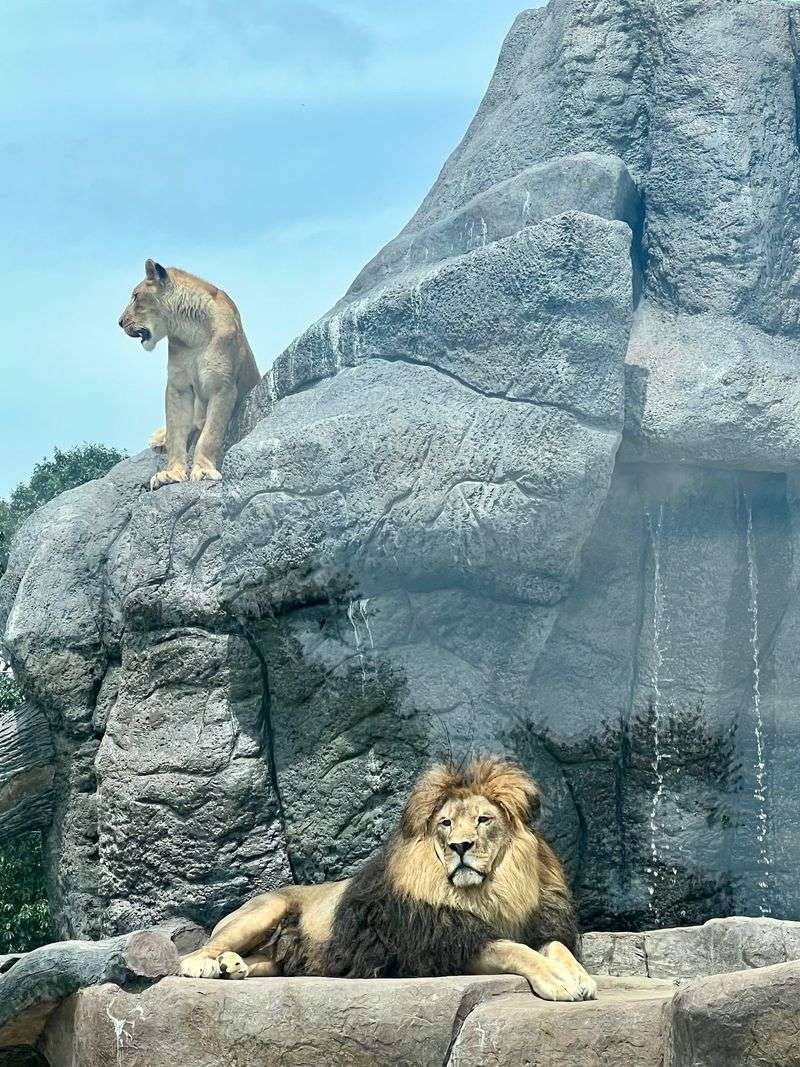 Big Cats And Impressive New Enclosures