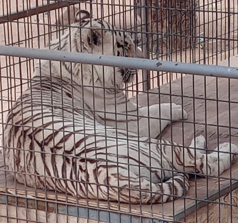 Big Cats Front and Center