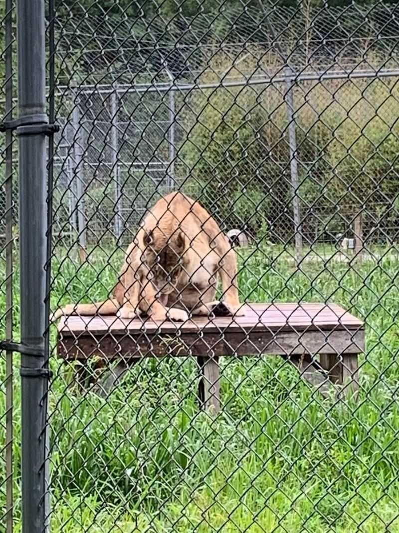Big Cats That Will Leave You Speechless