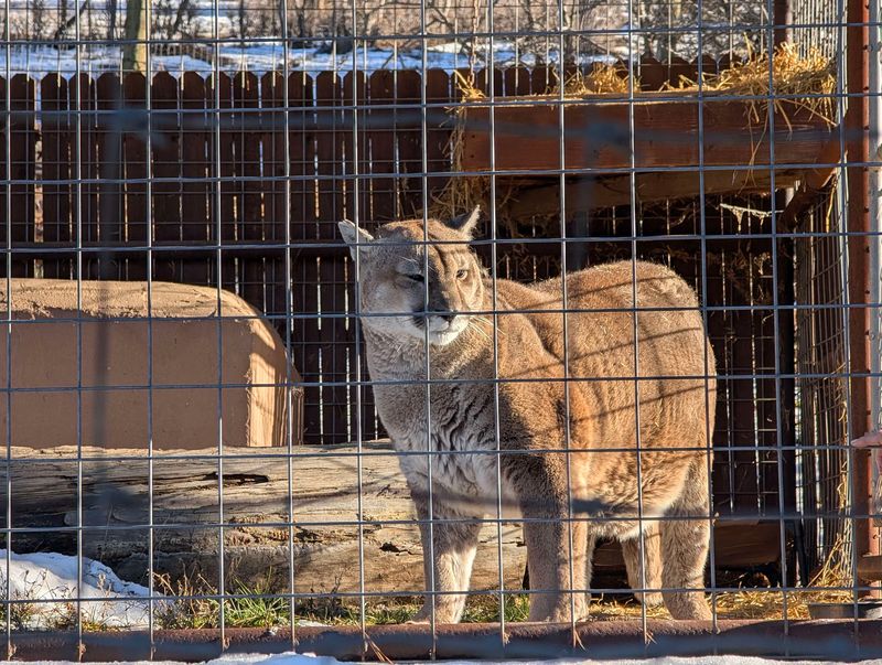 Big Cats With Serious Mountain Credentials