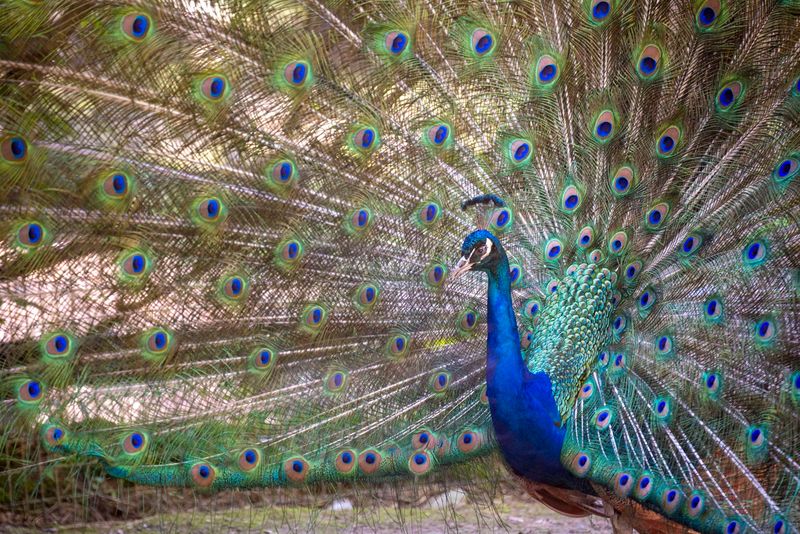 Wildlife Shows And Educational Talks Included With Entry