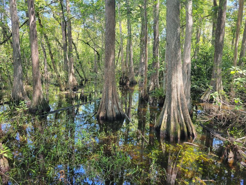 Big Cypress National Preserve, Collier County