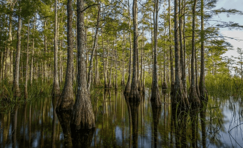 Big Cypress National Preserve, Ochopee