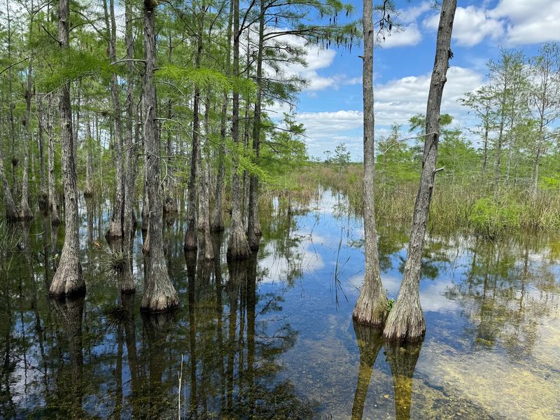 Big Cypress, The Everglades' Wild Neighbor Big Cypress, The Everglades' Wild Neighbor