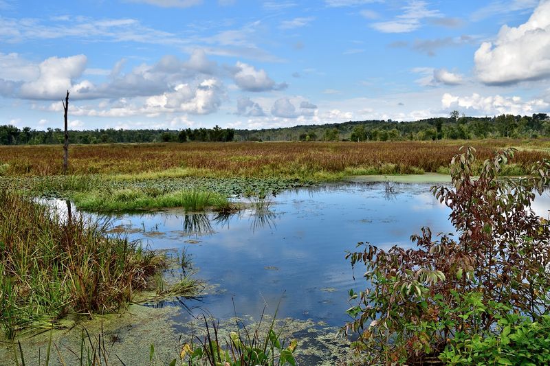 Killbuck Marsh Wildlife Area, Shreve, Ohio