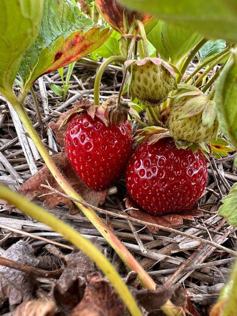 Braffet Berry Farm and Orchard, Carlock