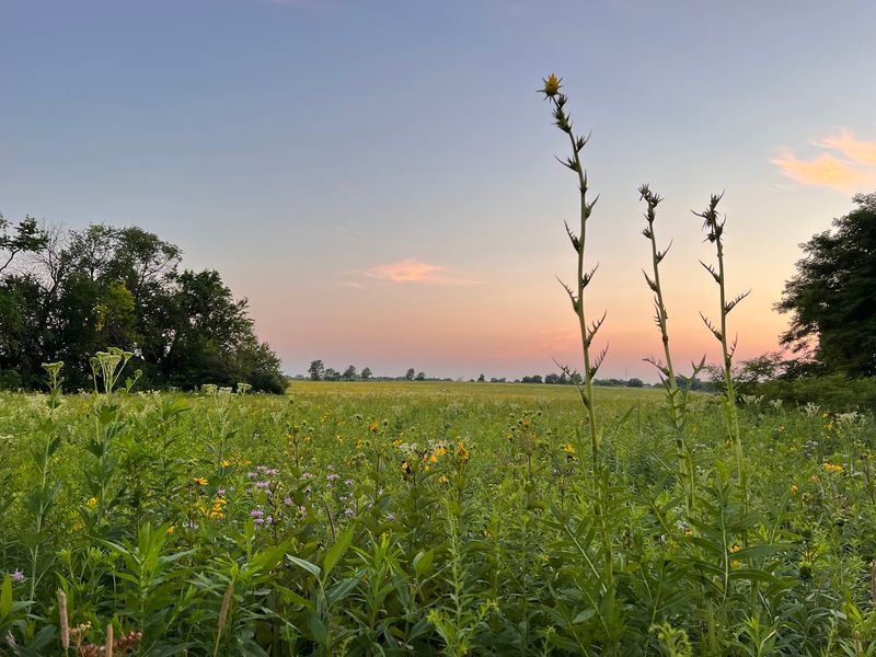 Big bluestem can rise above a visitor Big bluestem can rise above a visitor