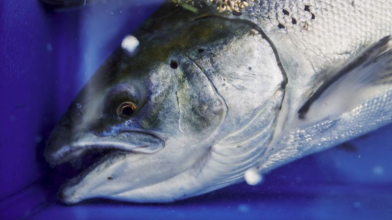 Farmed Atlantic Salmon: Pink Deception