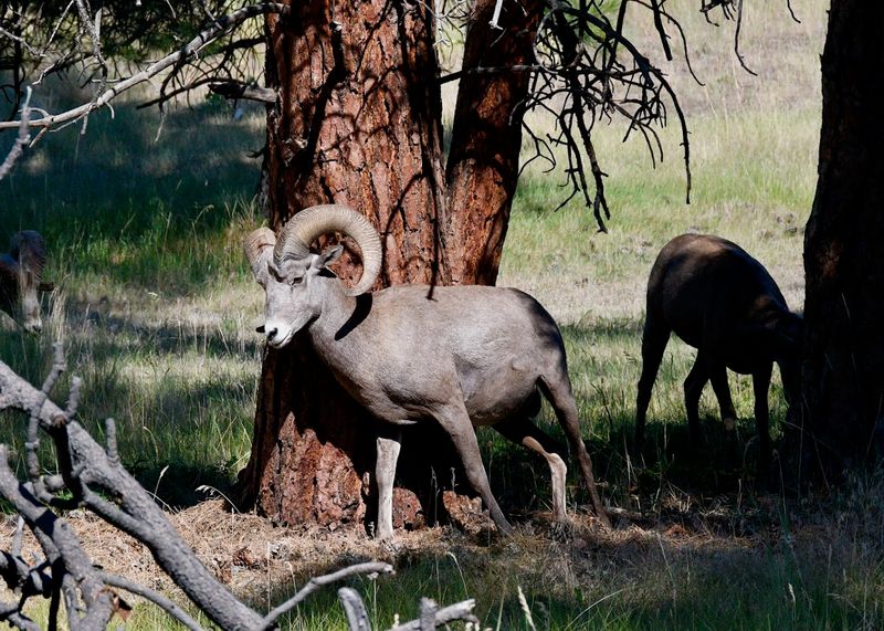 Bighorn Sheep Champions