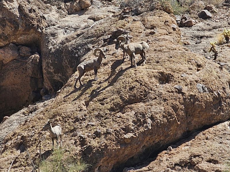 Bighorn Sheep on the Ledges