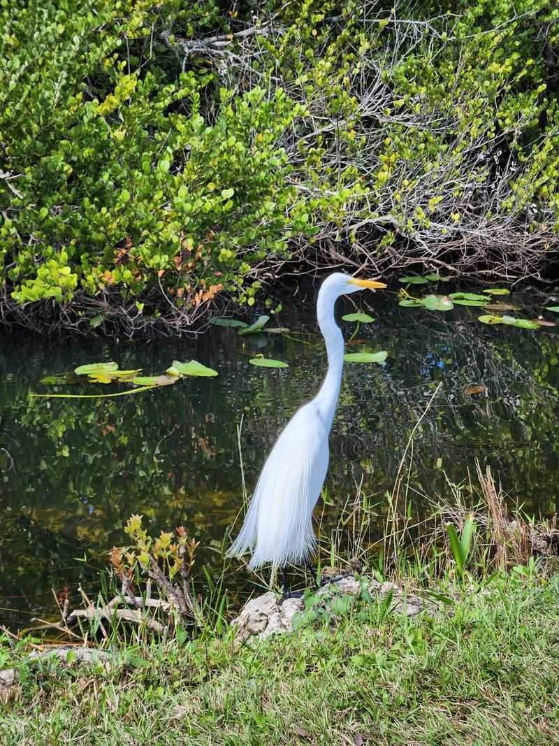 Bird Watching Paradise