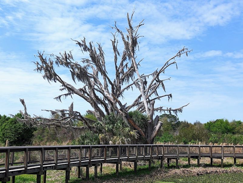 The La Chua Trail Offers One Of Florida's Most Rewarding Wildlife Walks