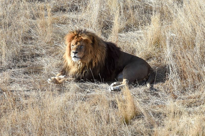 A Sanctuary Is Not a Zoo, and That Distinction Matters