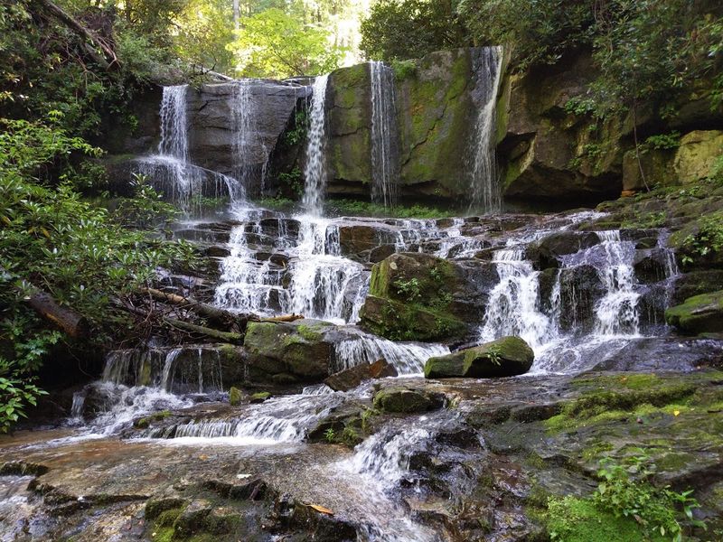 Biodiversity Hotspot With Rare Plant Species