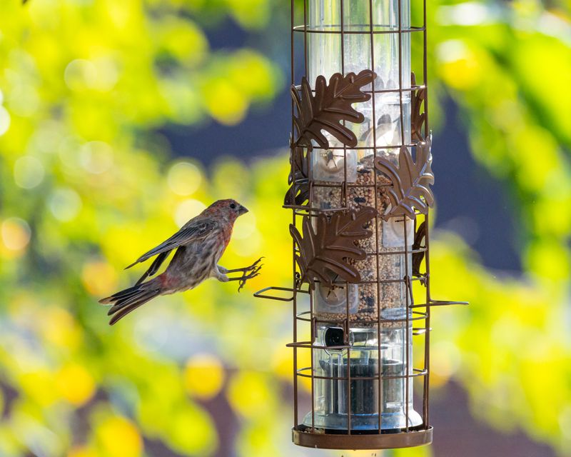 Bird Feeders And Grills Are Magnets