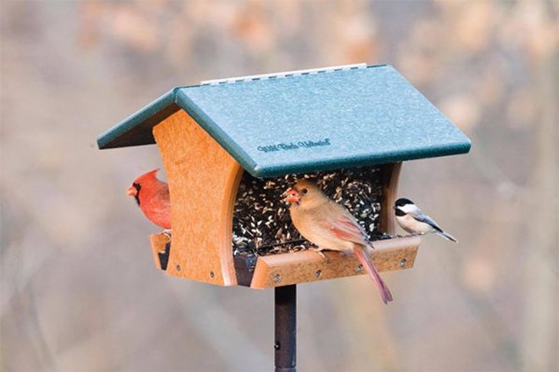 Bird Feeders Turn Into Bear Buffets