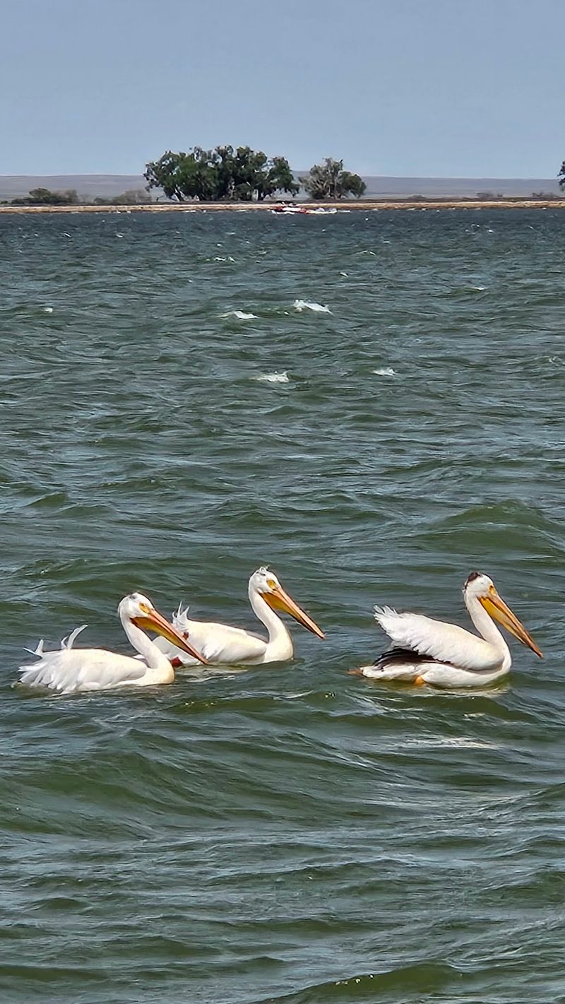 Bird Watching Gives The Shoreline A Quieter Side Bird Watching Gives The Shoreline A Quieter Side