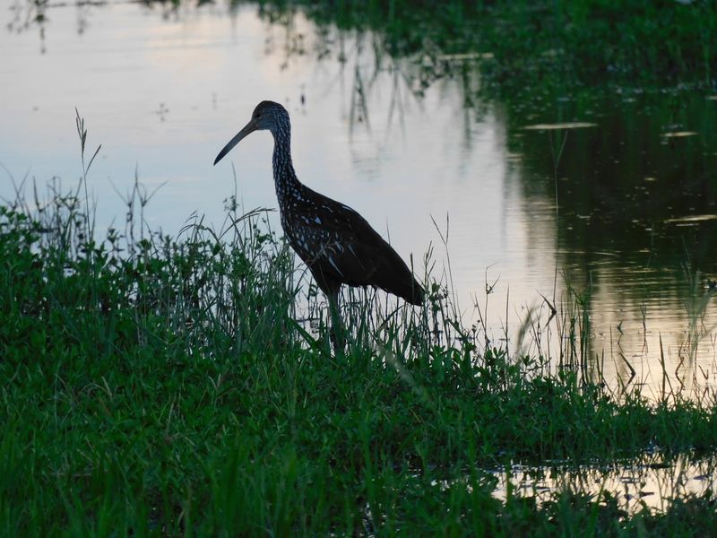 Bird Watching Here Is Truly World-Class