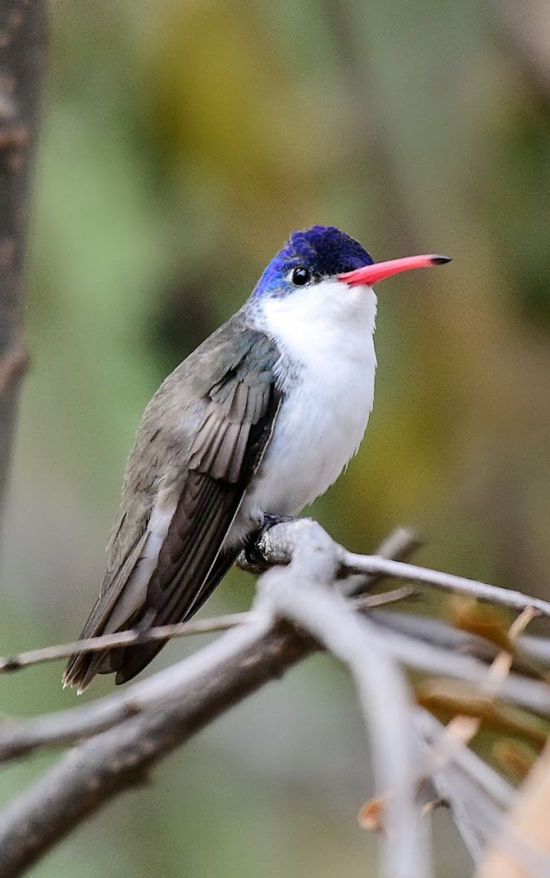 Bird Watching That Draws Enthusiasts Bird Watching That Draws Enthusiasts