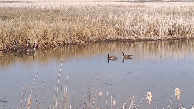 Bird Watching That Feels More Like A Slow Conversation