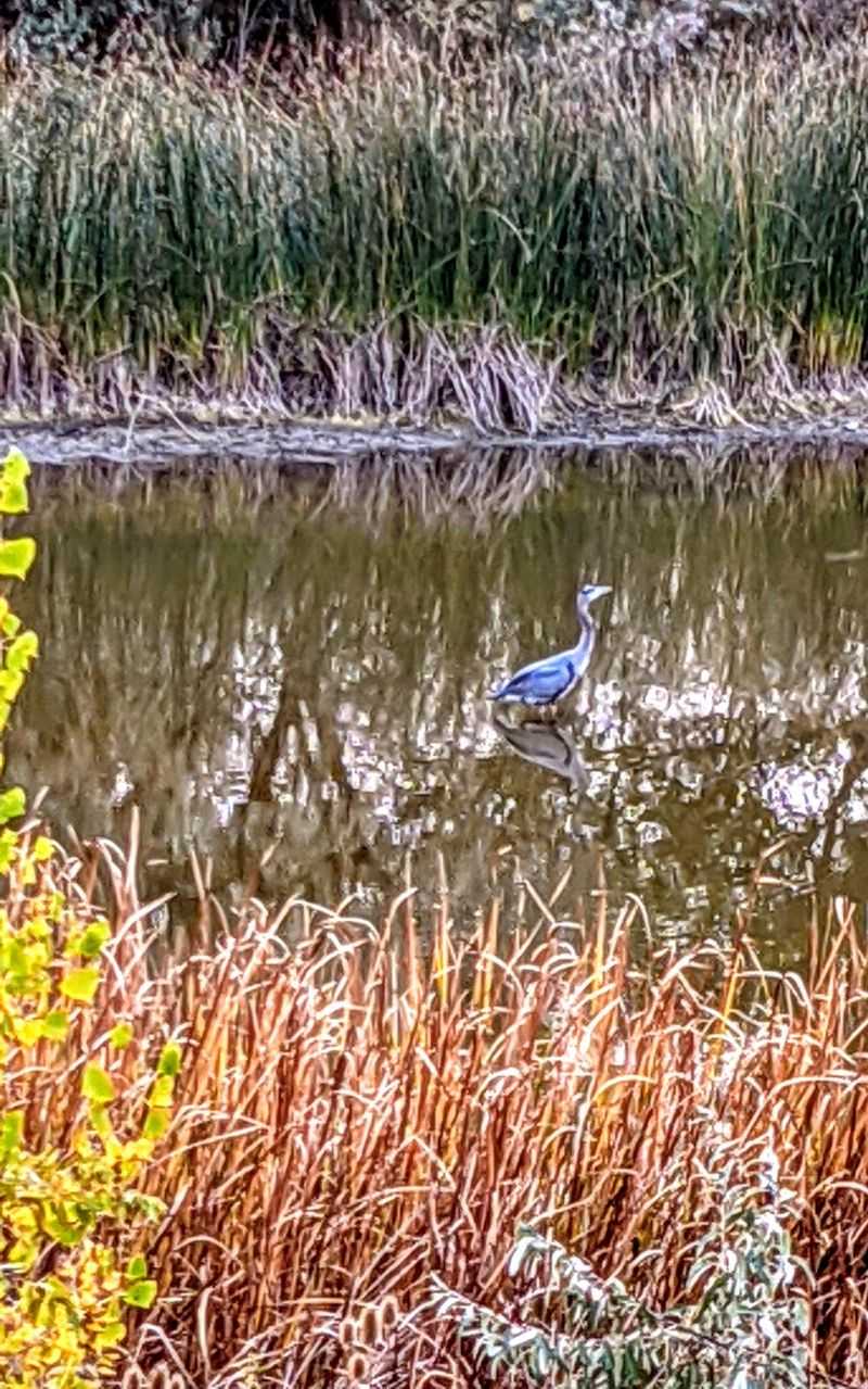Bird Watching Without Needing Expert Credentials