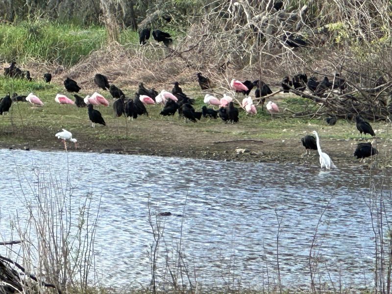Birders Bring Binoculars For Good Reason