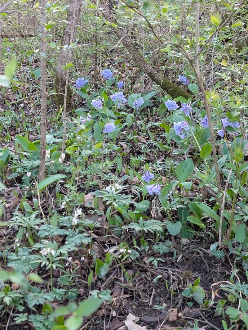 The Park's Woodland Habitat Is Rich, Dense, And Full Of Life
