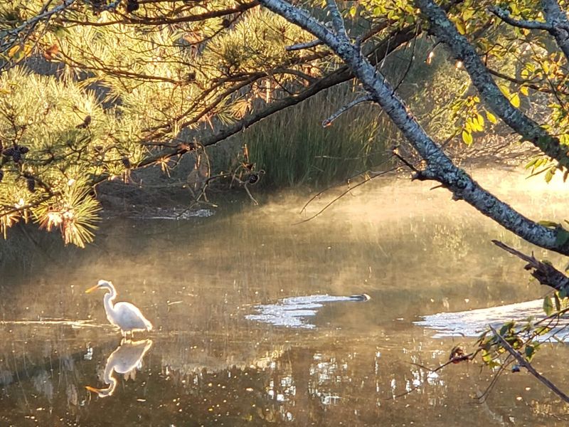Birding On The Atlantic Flyway