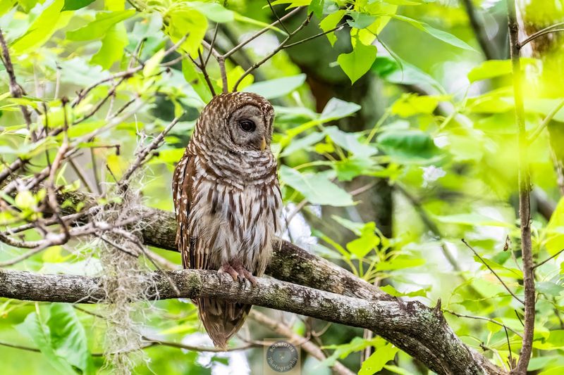 Birding Opportunities That Draw Serious Enthusiasts